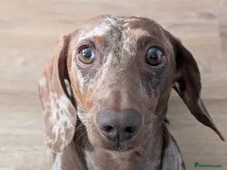 Miniature Dachshund dogs Chocolate and tan dapple miniature dachshund stud - Advert 4