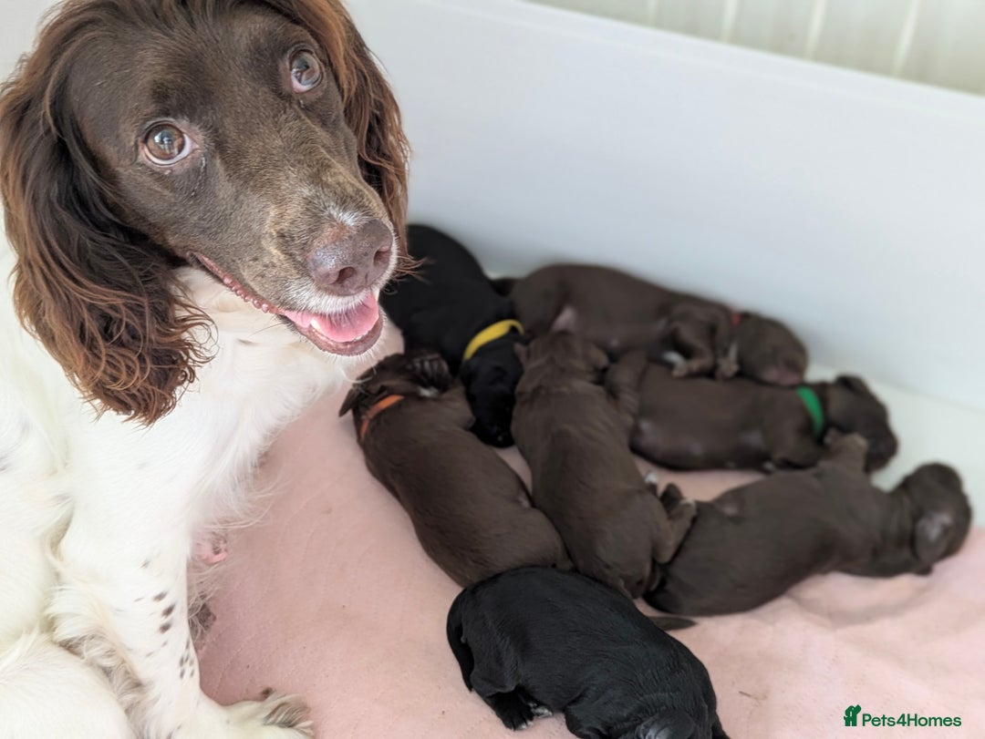 Sprocker dogs for sale: F1 health tested working Sprockers - Image 17