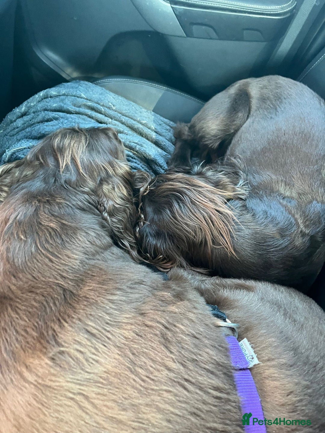 Cocker Spaniel dogs for sale: Gorgeous chocolate working cocker boys - Advert 4