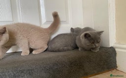 British Shorthair cats for sale: GCCF Active Championship line Blue & Lilac Kittens - Image 37
