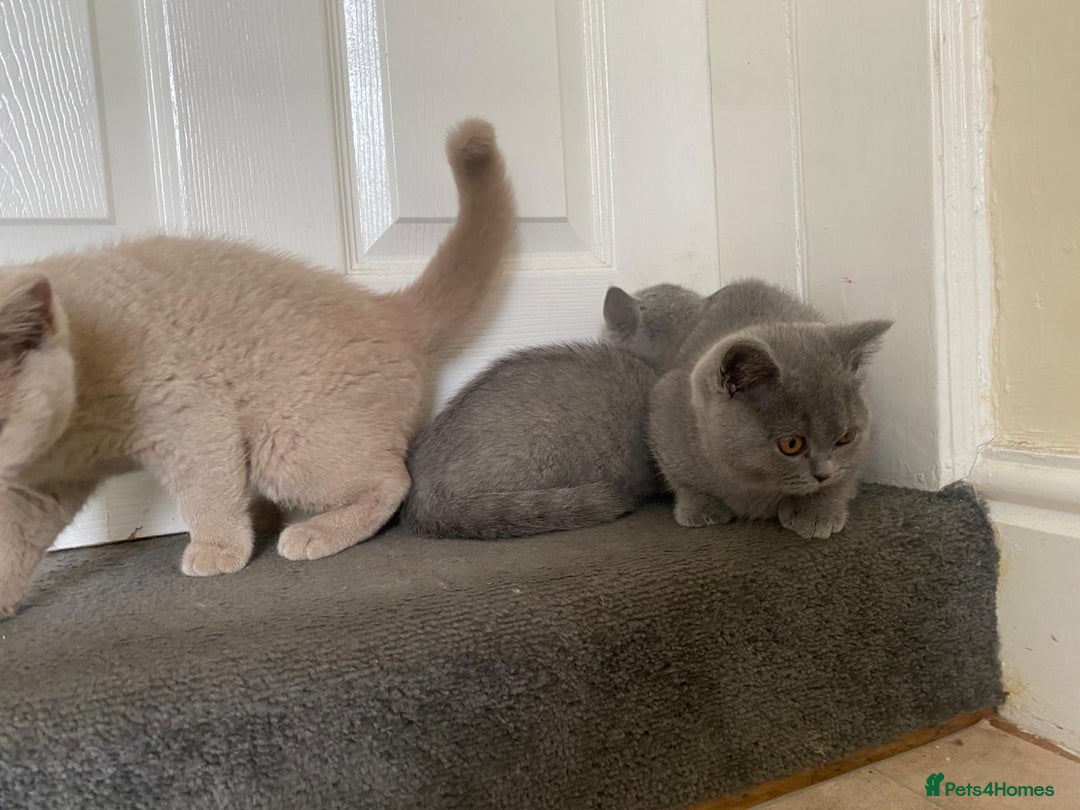 British Shorthair cats for sale: GCCF Active Championship line Blue & Lilac Kittens - Image 37
