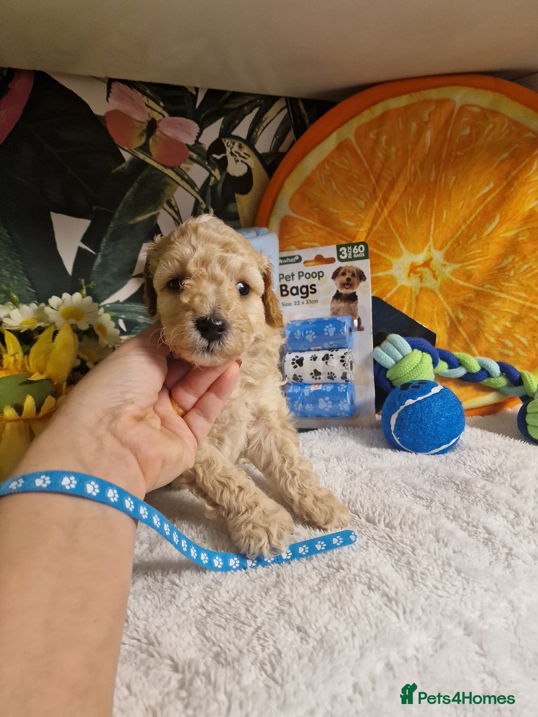 Maltipoo dogs for sale: Maltipoo  - Advert 10