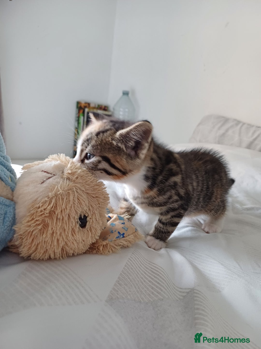 Mixed Breed cats for sale: Beautiful kittens - Image 7