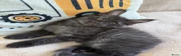 Maine Coon cats for sale:     Stunning Purebred Maine Coon Kitten - Advert 34