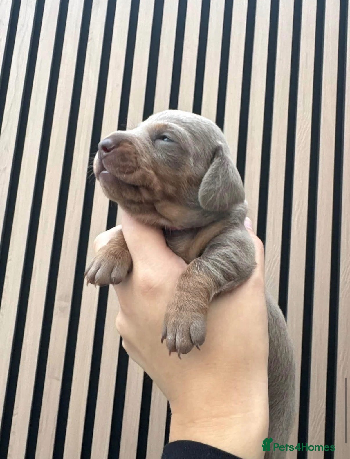 Miniature Dachshund dogs Miniature dachshund  - Advert 2