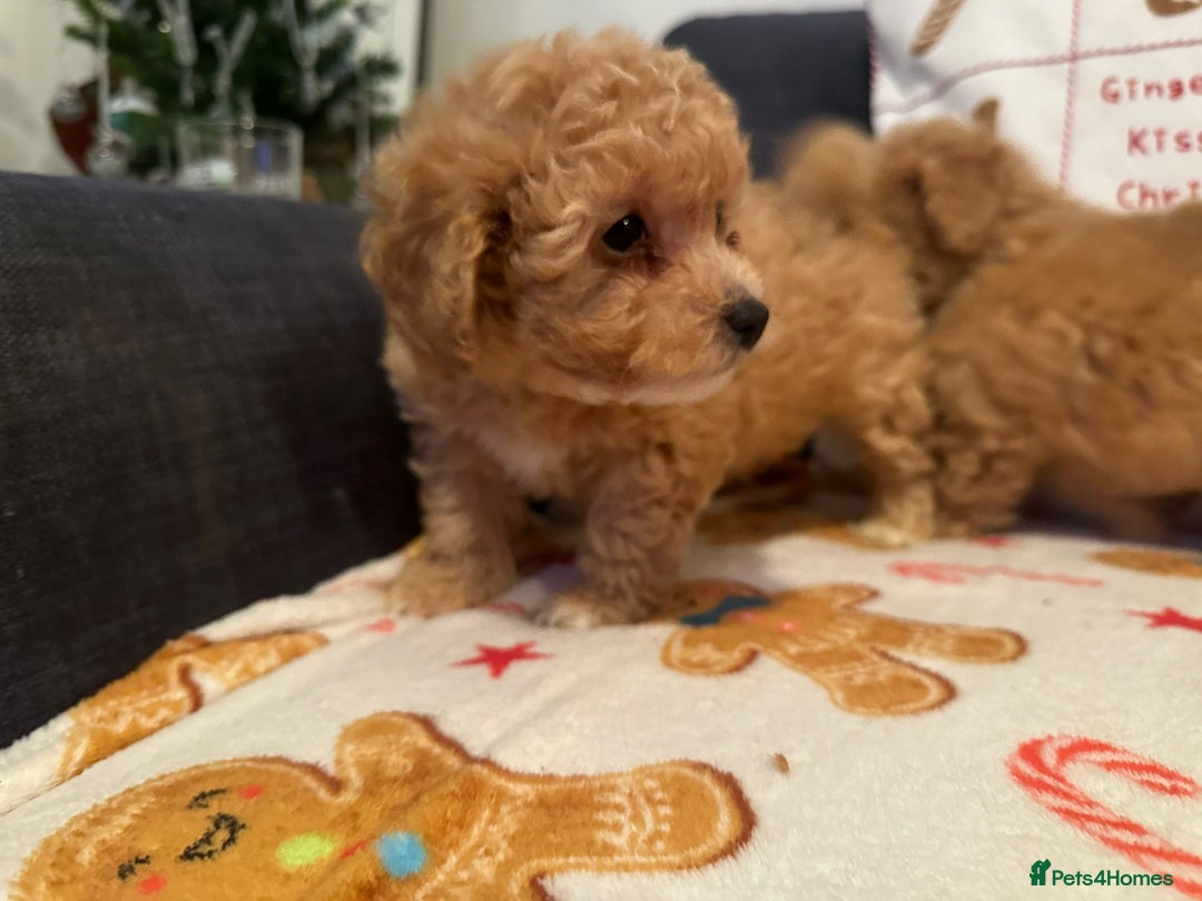 Maltipoo dogs for sale: Stunning Toy Maltipoo pups ❤️ ready on Wednesday! - Advert 26