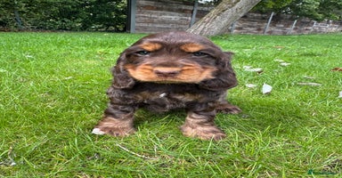 Cocker Spaniel dogs - Advert 10