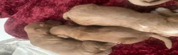 Cockapoo dogs for sale: Stunning little cockapoo puppies in Falkirk - Advert 7