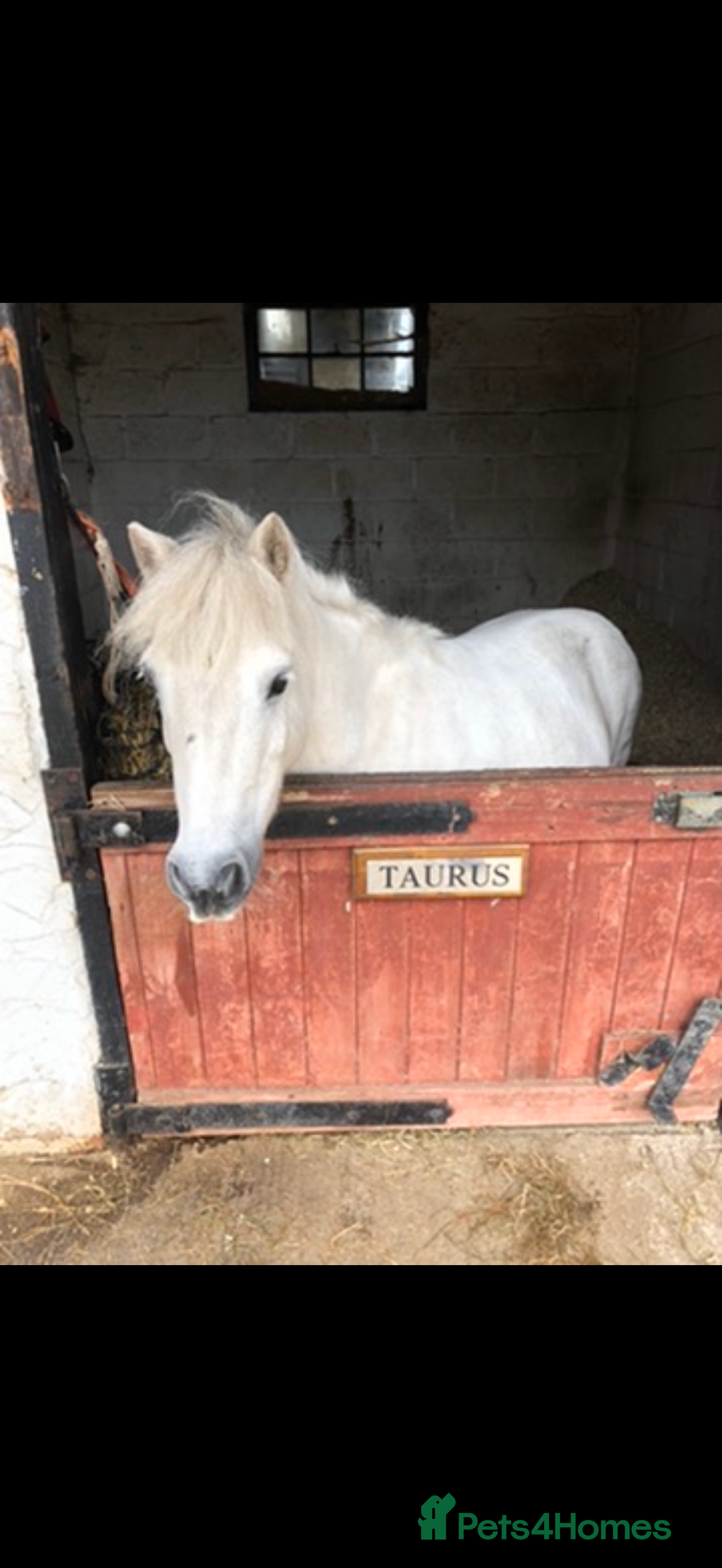 Shetland pony horses Family miniature Shetland pony - Advert 1