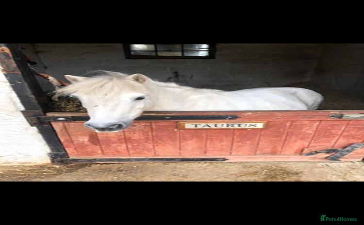 Shetland pony horses - Advert 1