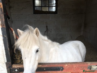 Shetland pony horses - Advert 2