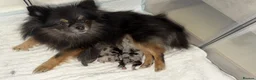 Pomeranian dogs for sale: Pom puppies  - Advert 2