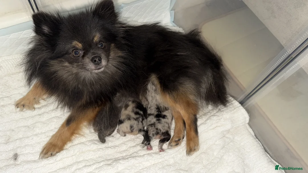 Pomeranian dogs for sale: Pom puppies  - Advert 2