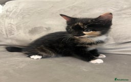 Domestic Shorthair cats for sale: The lovely 8 week kitten ready for rehome - Image 2