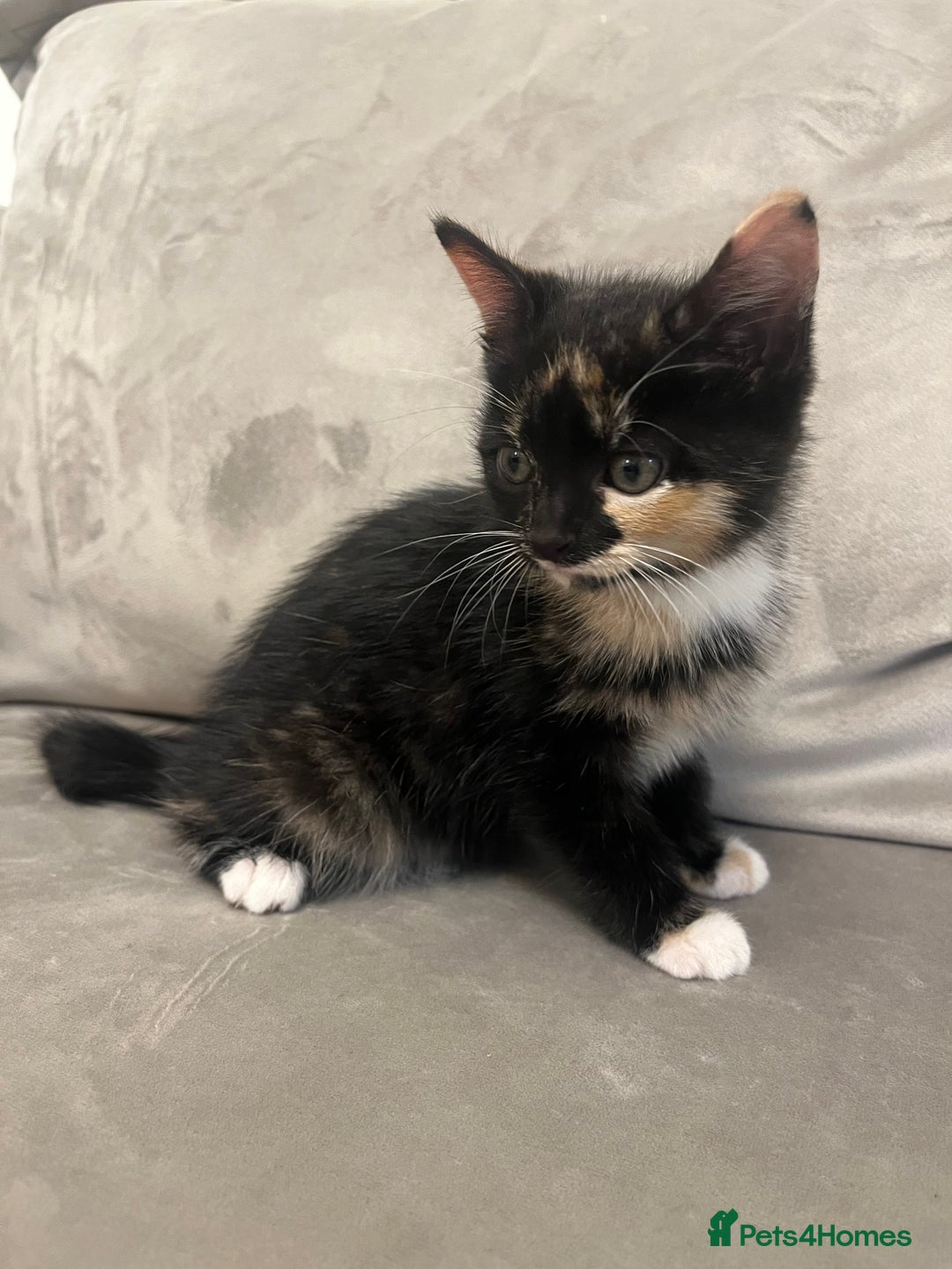 Domestic Shorthair cats for sale: The lovely 8 week kitten ready for rehome - Image 2