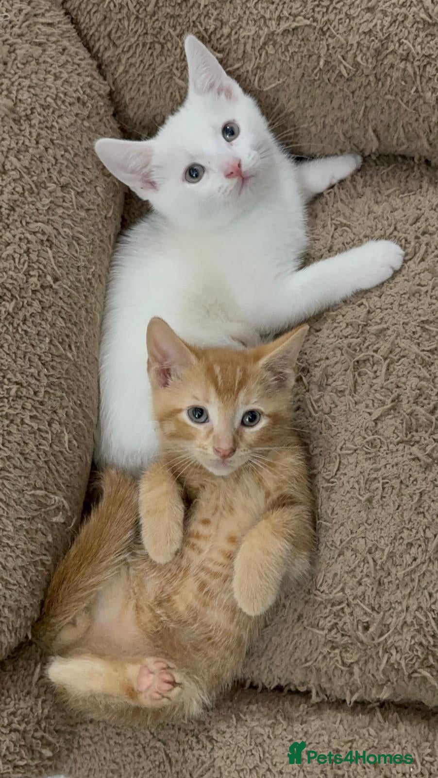 Mixed Breed cats GORGEOUS KITTENS Only 2 left first Pic - Advert 4