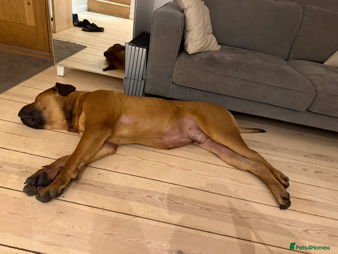 Boerboel dogs for sale: Phenomenal Boerbel - Advert 11