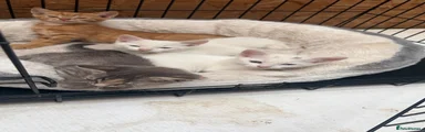 Mixed Breed 4