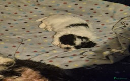 Mixed Breed dogs for sale: 2 adorable Havanse x japanese chin puppies  - Image 9