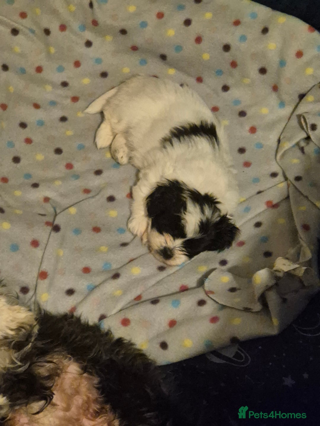 Mixed Breed dogs for sale: 2 adorable Havanse x japanese chin puppies  - Image 9