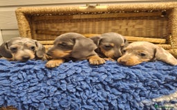 Miniature Dachshund dogs for sale: Minature Dachshund - Image 2