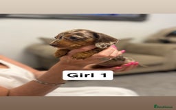 Miniature Dachshund dogs for sale: Stunning baby mini dachshunds  - Image 25