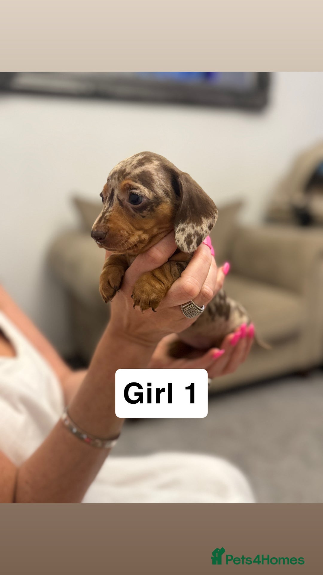 Miniature Dachshund dogs for sale: Stunning baby mini dachshunds  - Image 25