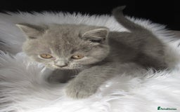 British Shorthair cats for sale: GCCF CHAMPION SIRED BRITISH SHORTHAIR LAST GIRL - Image 5