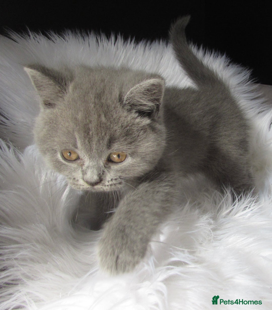British Shorthair cats for sale: GCCF CHAMPION SIRED BRITISH SHORTHAIR LAST GIRL - Image 5