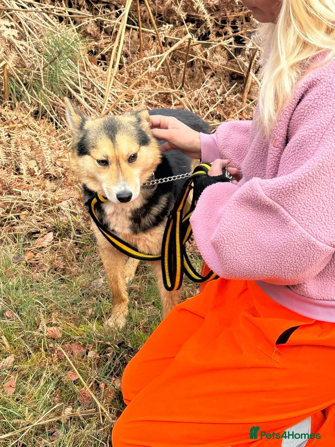 Mixed Breed dogs for adoption: Bowie - Norwich Norfolk  - Advert 15