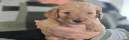 Cockapoo dogs for sale: Gorgeous Cockapoo Puppies  - Advert 5