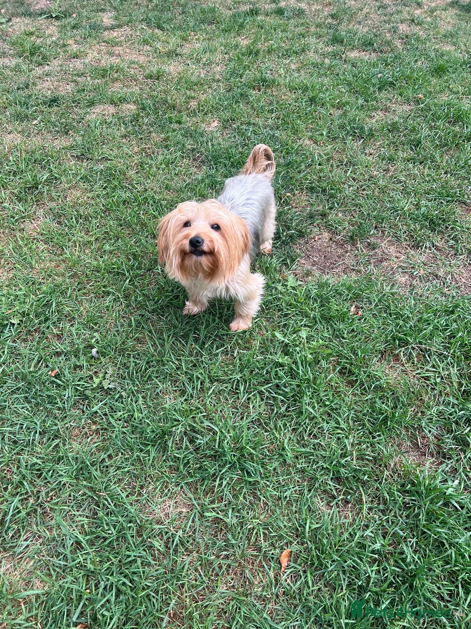 Yorkshire Terrier dogs Looking for a Male Yorkshire Terrier for Mating  - Advert 1