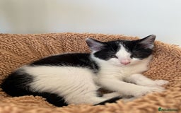 Mixed Breed cats for sale: Stunning maincoon x smudge  - Image 11