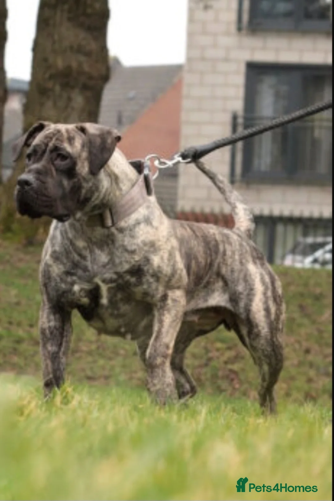Presa Canario dogs for sale: Ground breaking presa puppies - Advert 1