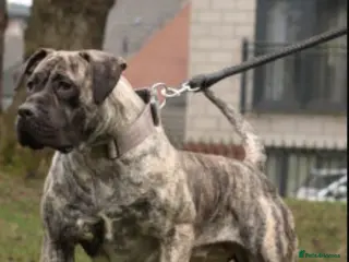 Presa Canario dogs Ground breaking presa puppies - Advert 2