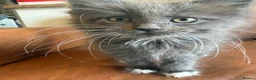 Maine Coon cats for sale: Gorgeous ChampionRussian line XL Mainecoon kittens - Advert 11