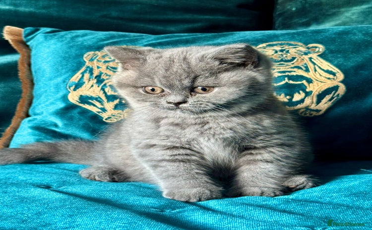British Shorthair cats - Advert 7