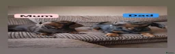 Miniature Dachshund dogs for sale: Beautiful Dachshunds - Advert 1