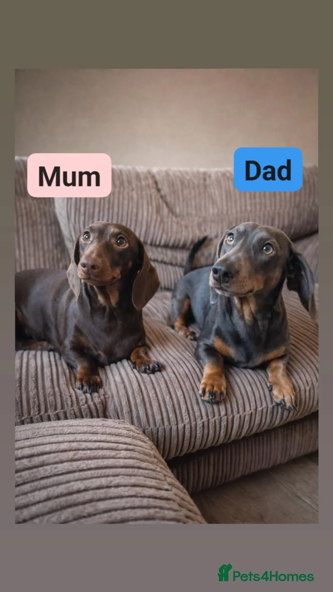 Miniature Dachshund dogs for sale: Beautiful Dachshunds - Advert 1