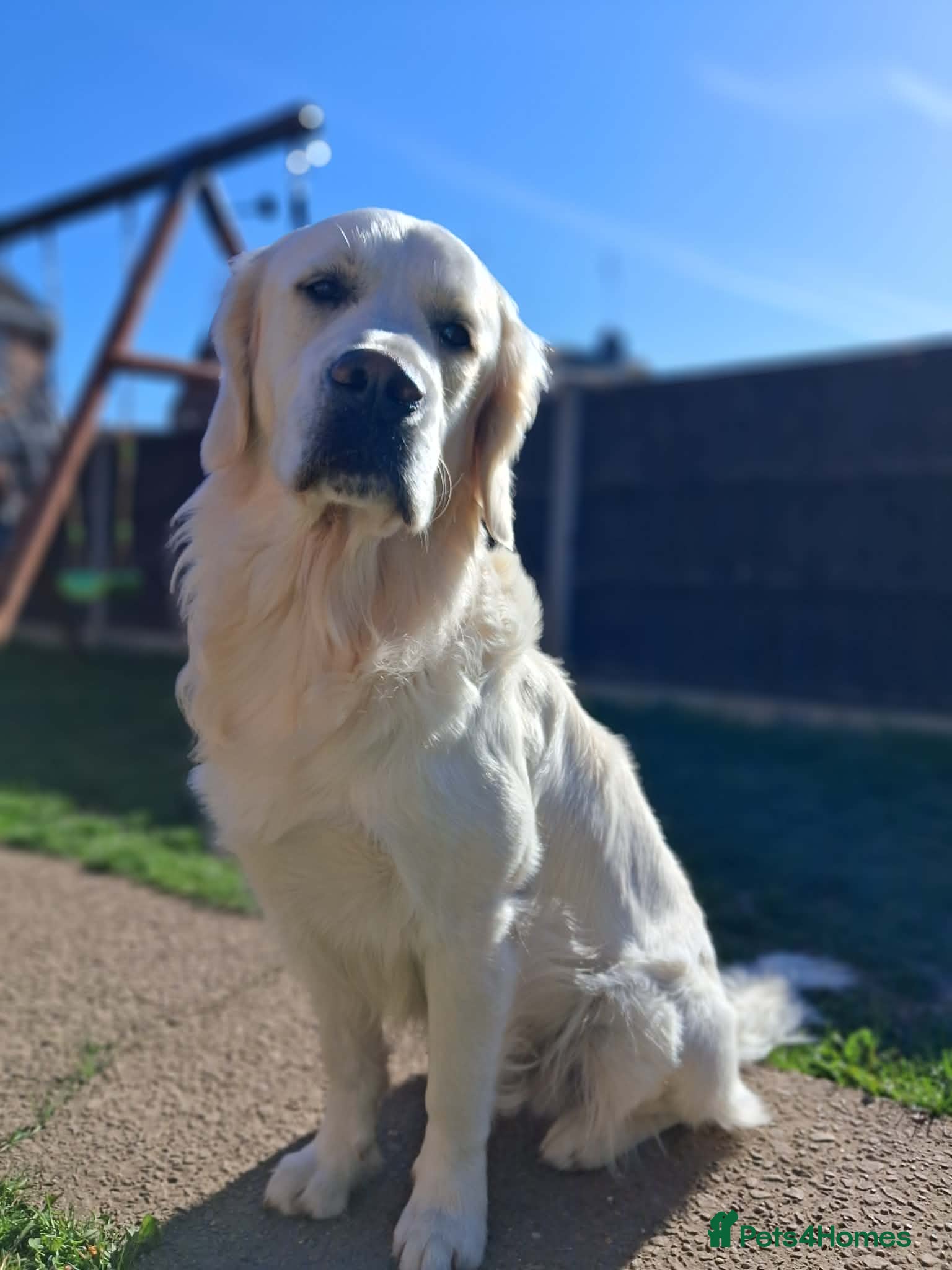 Golden Retriever dogs KC DNA tested white Boy avialable for Stud - Advert 7