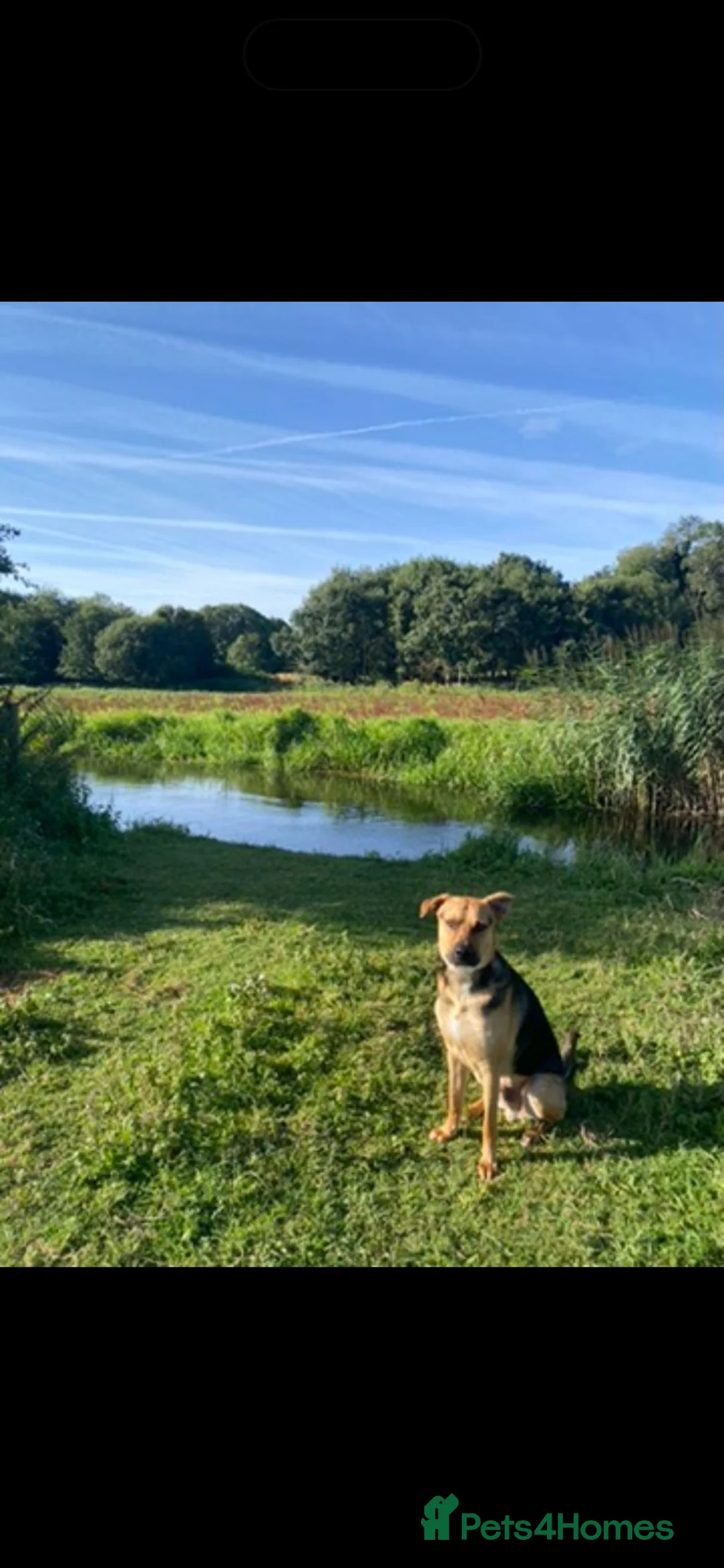 Mixed Breed dogs for sale: Amazing GSD mix for loving home - Advert 6