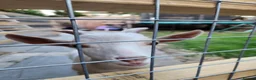 Goats livestock for sale: Goats  in Westcliff-on-Sea - Advert 2