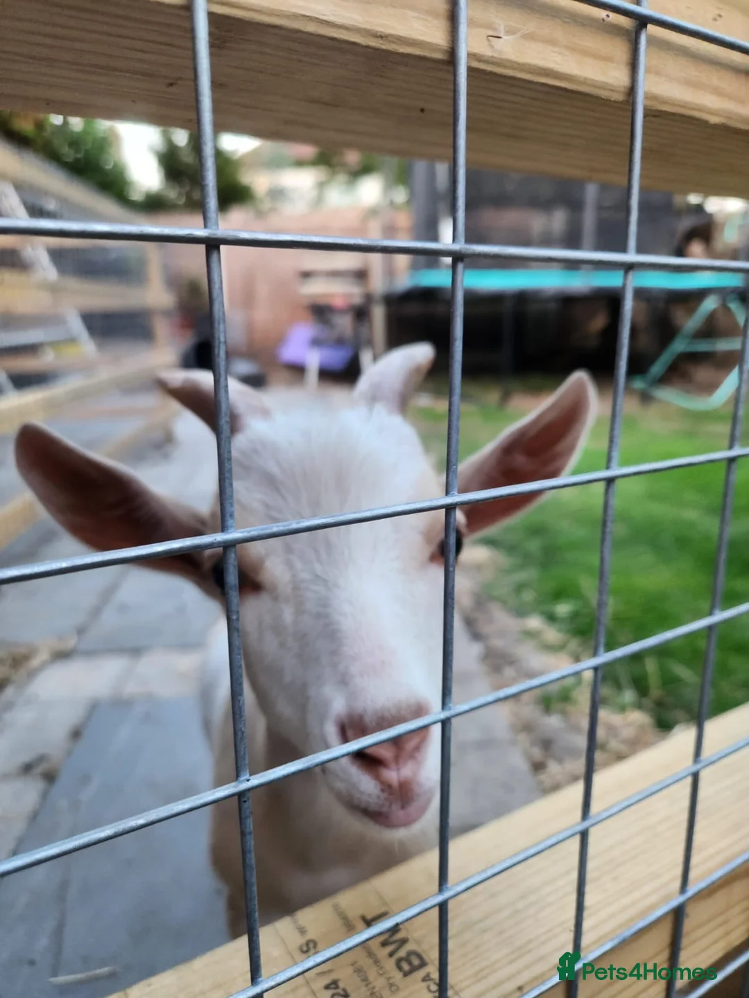 Goats livestock for sale: Goats  in Westcliff-on-Sea - Advert 2