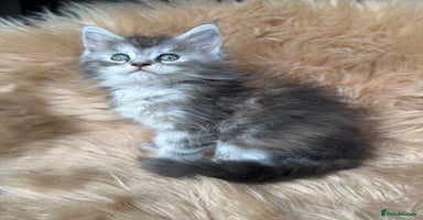 Maine Coon cats - Advert 10
