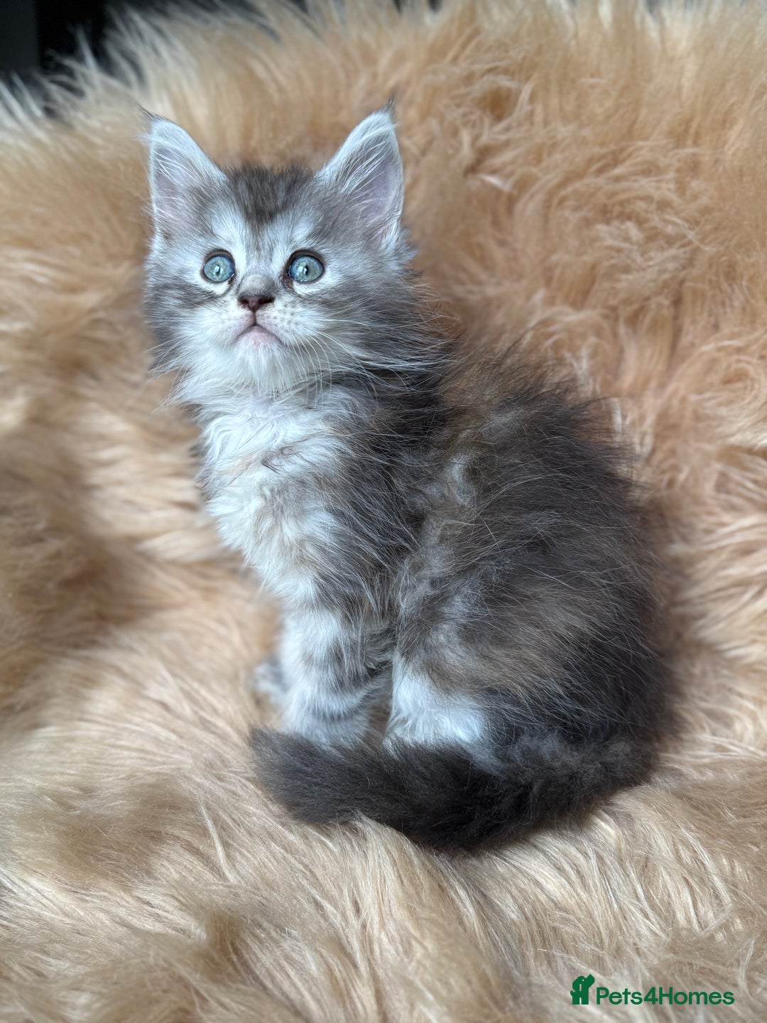 Maine Coon cats for sale: Stunning Mainecoon kittens ready now!!!! - Image 2