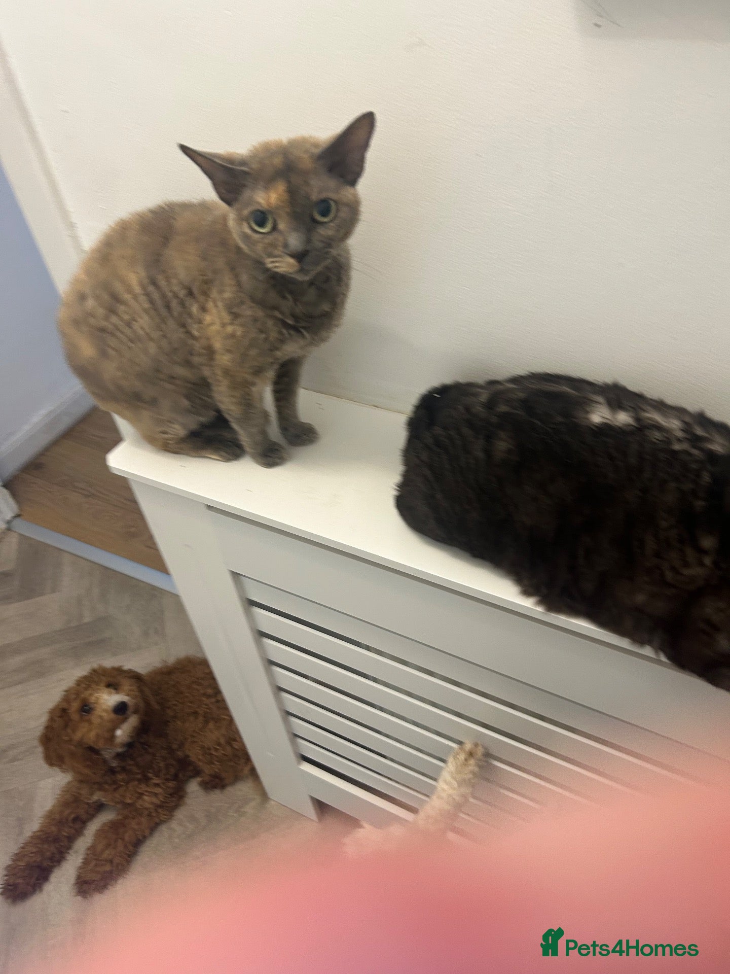 Devon Rex cats Devon Rex girl 6years old - Advert 12