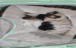 Mixed Breed cats for sale: Our gorgeous Oreo looking for a new home  - Advert 1