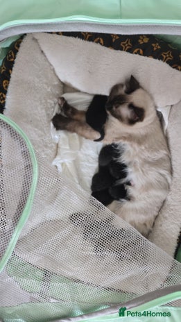 Mixed Breed cats Our gorgeous Oreo looking for a new home - Advert 6