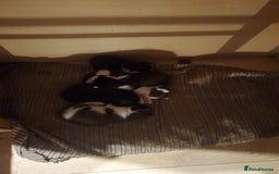 Mixed Breed cats for sale: 5x kittens  - Image 5