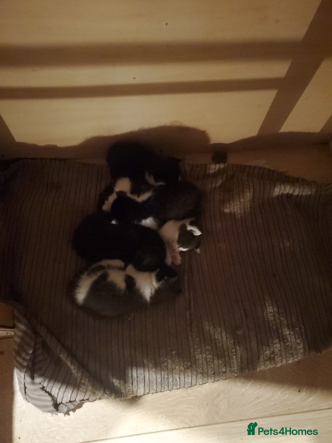 Mixed Breed cats for sale: 5x kittens  - Image 5